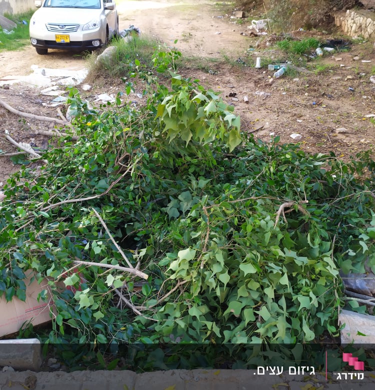 ערימת ענפים וגזם על הקרקע